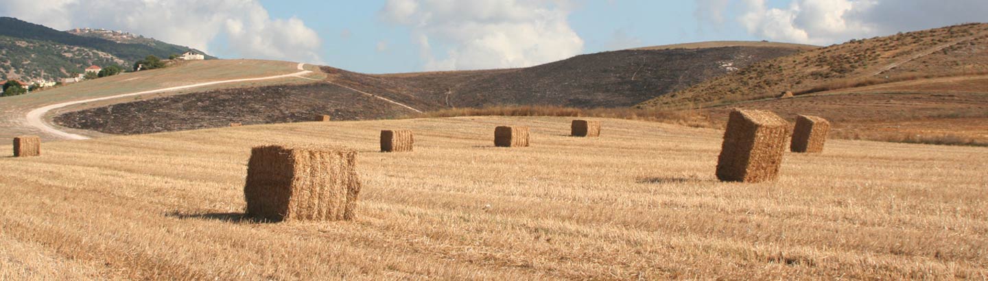 Sznurek Case IH